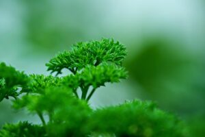parsley plant
