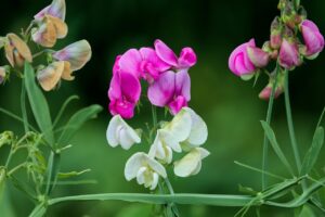 pea plant
