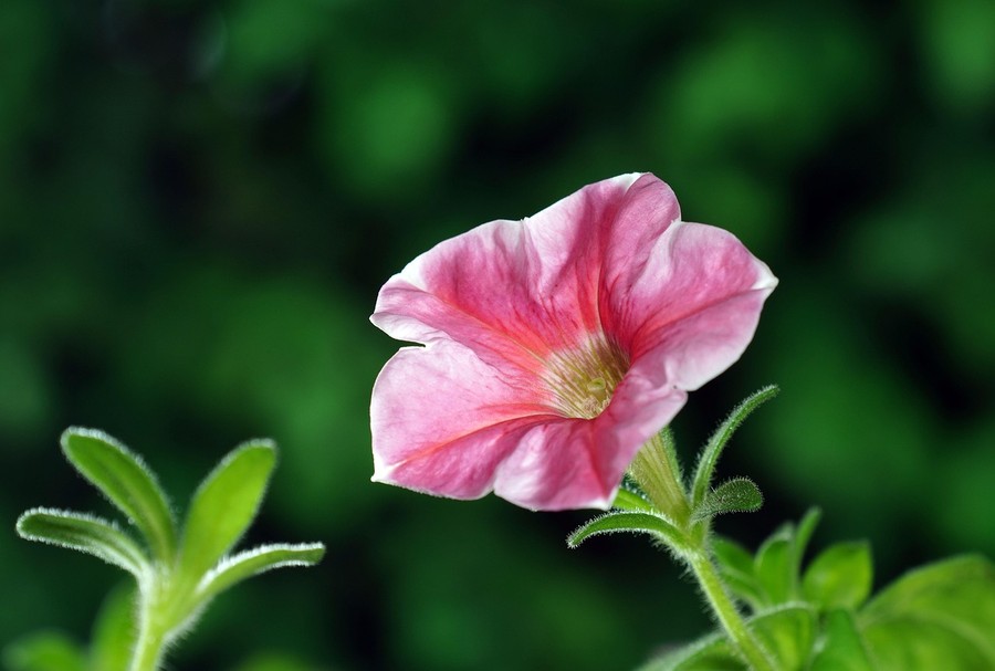 petunia flower pink