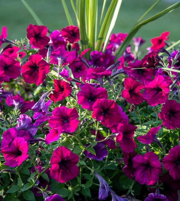 petunia flower purple