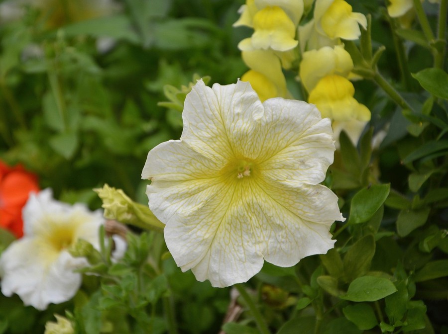 petunia flower white