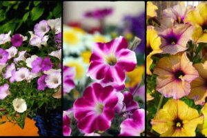 petunia plant