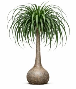 Ponytail Palm (Beaucarnea recurvata) with swollen bulbous caudex and arching strap-like green leaves isolated on neutral background