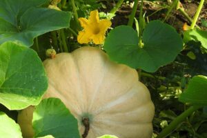 pumpkin plant, fruit and flower