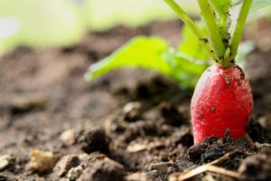 radish plant