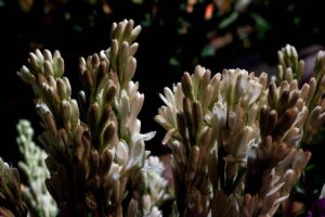 rajanigandha tuberose