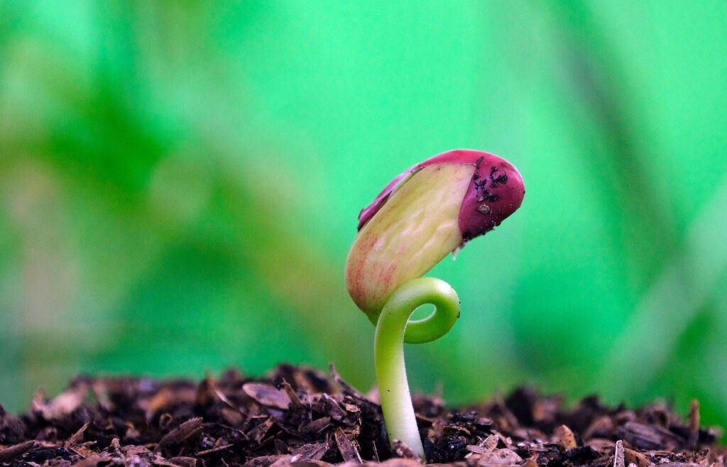 Bean Plant (Phaseolus vulgaris) – Botanical Overview