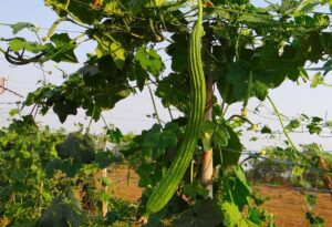 ridge gourd plant vine