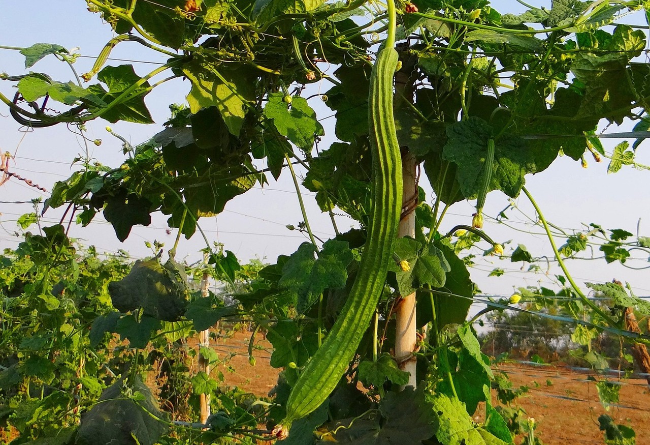 ridge gourd plant vine
