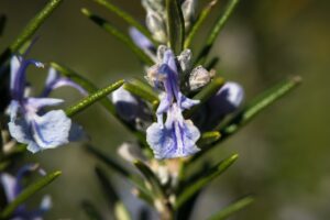 rosemary plant