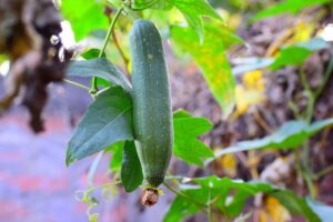 sponge-gourd-plant