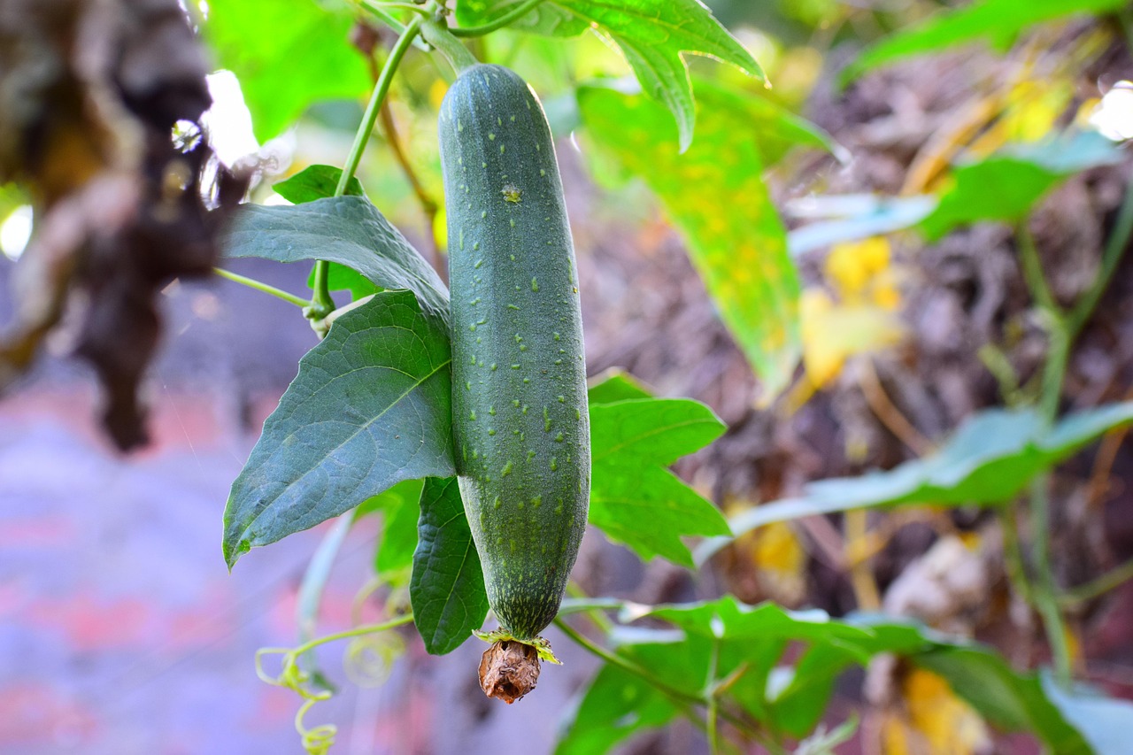 sponge-gourd-plant