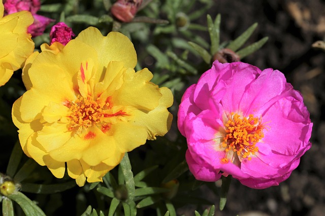 sun rose - multicolored