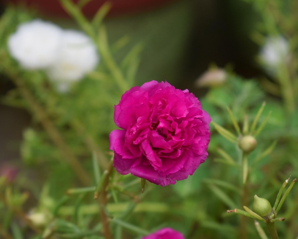 sun rose purple