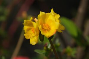 sun rose plant