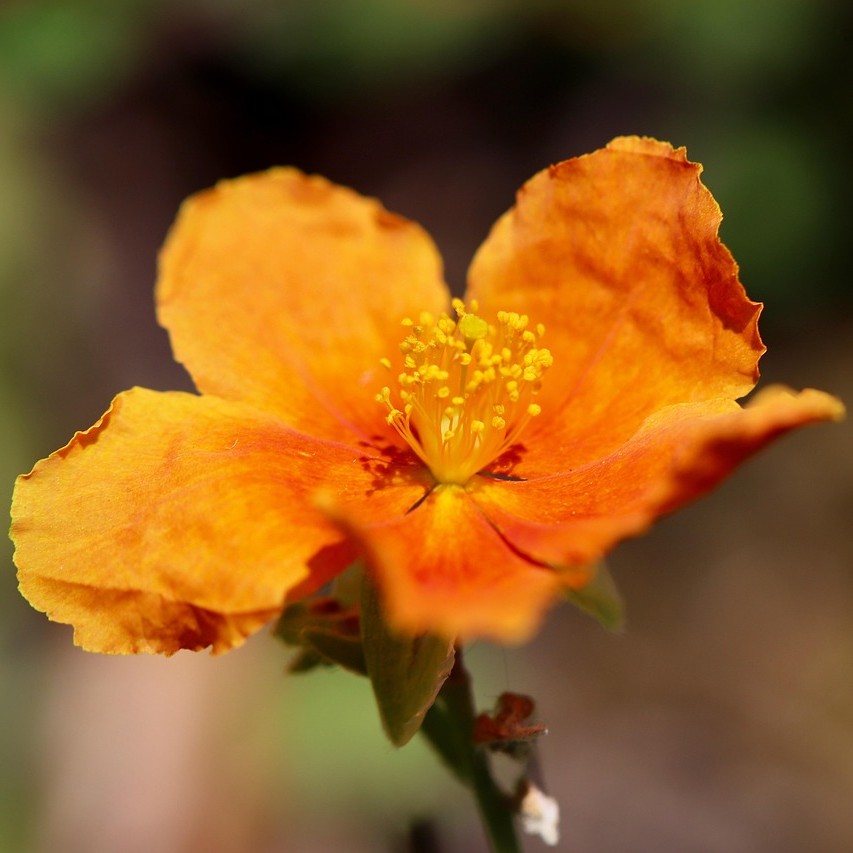sun rose orange