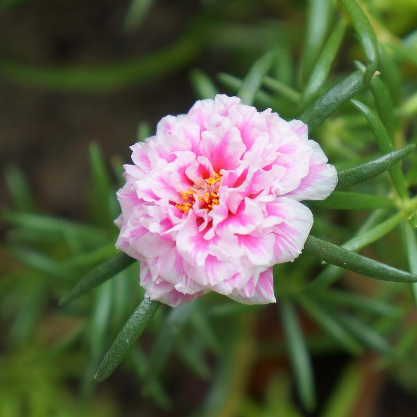 sun rose light pink