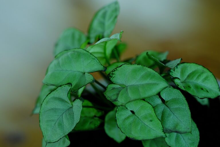 Syngonium plant