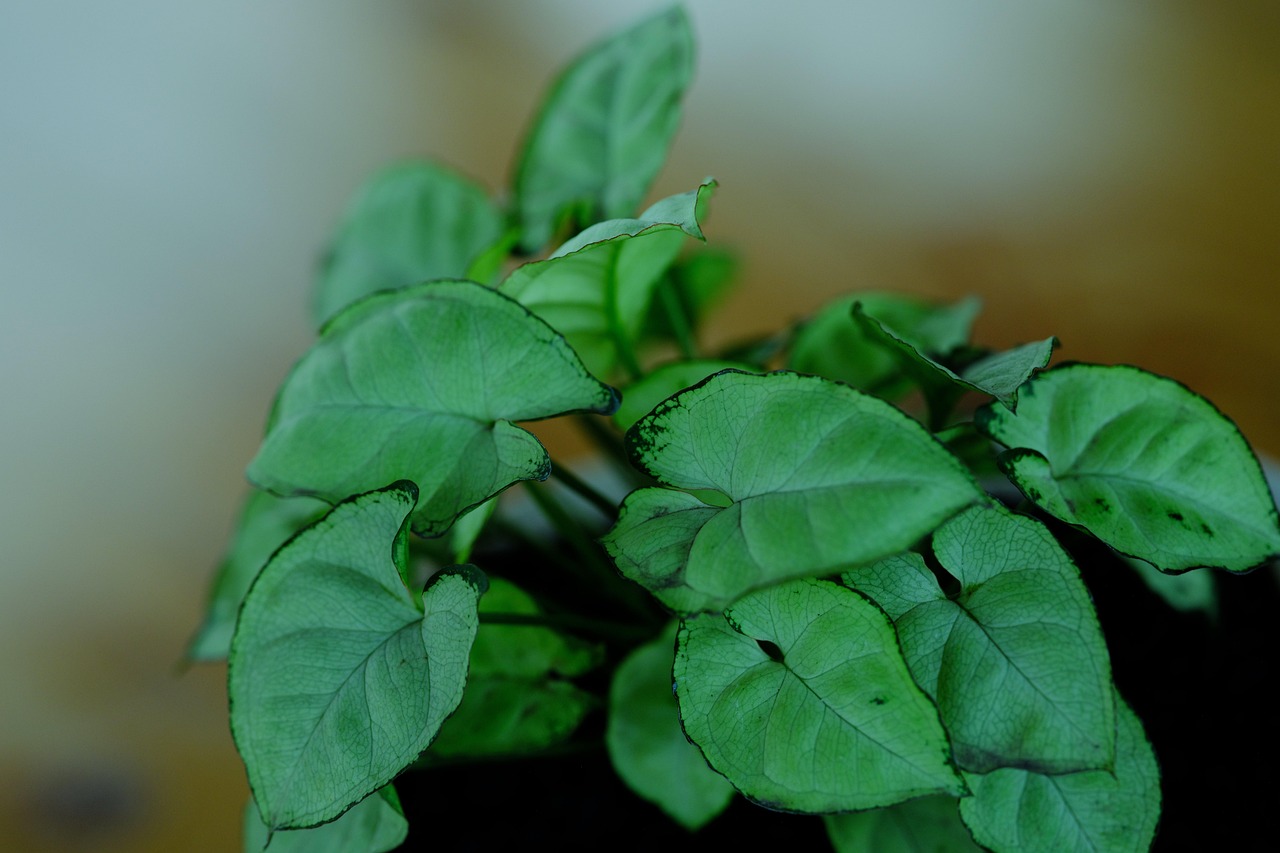 Syngonium plant