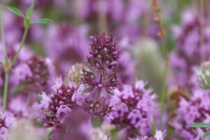 thyme plant