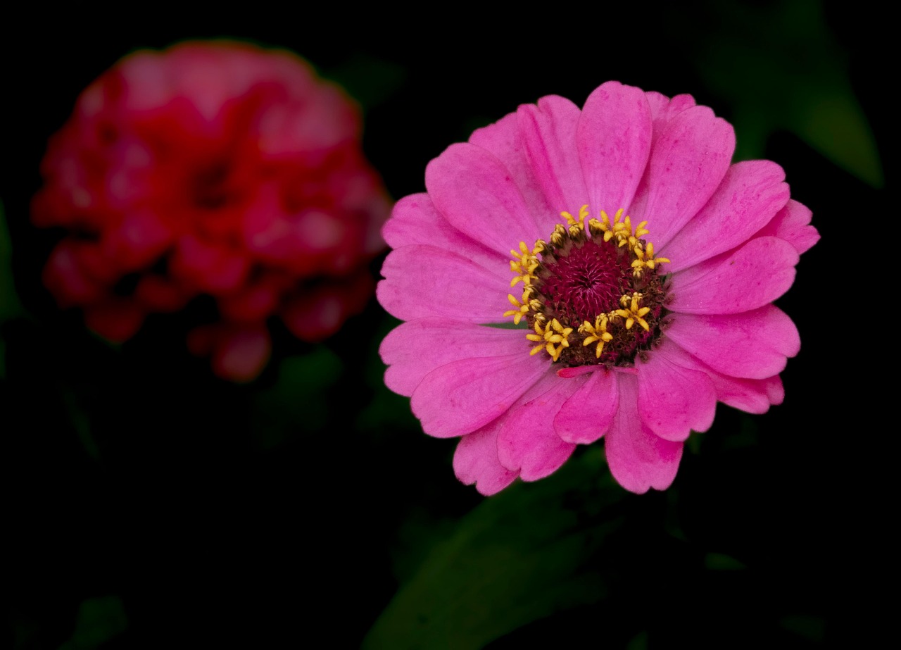 zinnia plant flower pink
