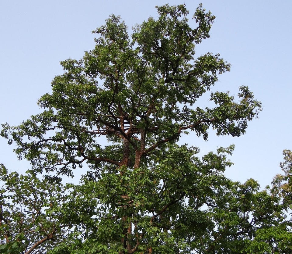 Arjun Tree live - Terminalia arjuna 1