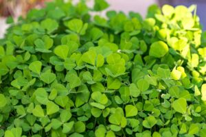 Fenugreek (Trigonella foenum-graecum) Live Plant