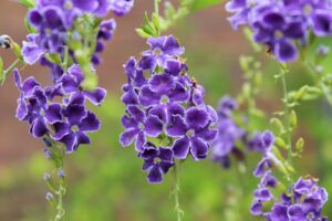 Golden Dewdrop Duranta erecta live plant