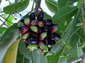 Jambul Syzygium cumini