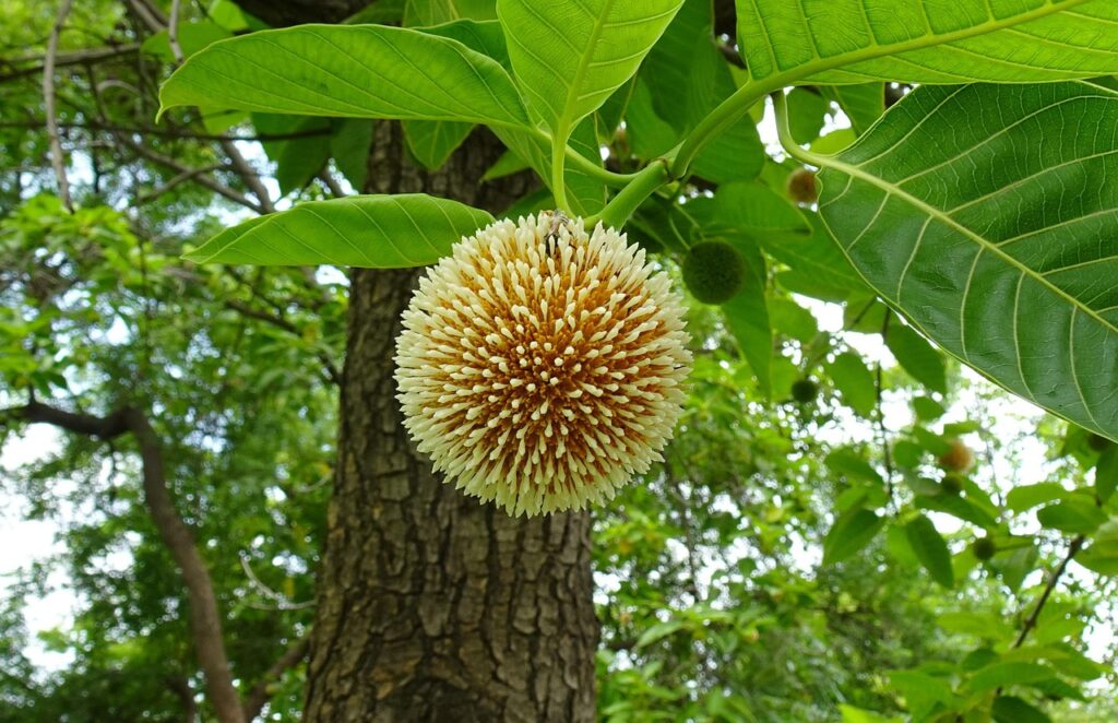 Kottamba Treee Kadamba (Neolamarckia cadamba) – Identification, Habitat & Botanical ...