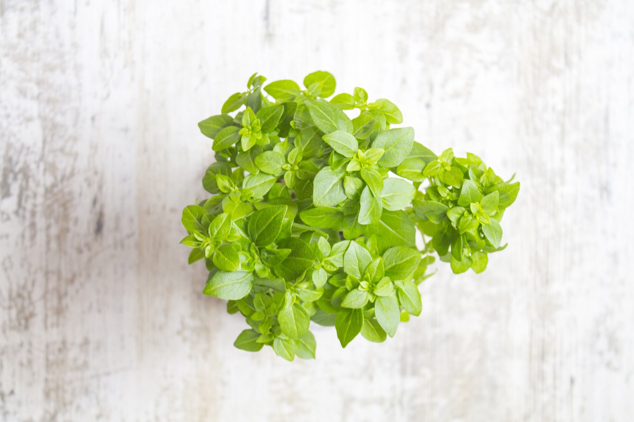 Ocimum basilicum live plant