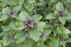 Ocimum gratissimum - African Basil Live Plant