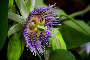 Passion Fruit tree Passiflora edulis Sims