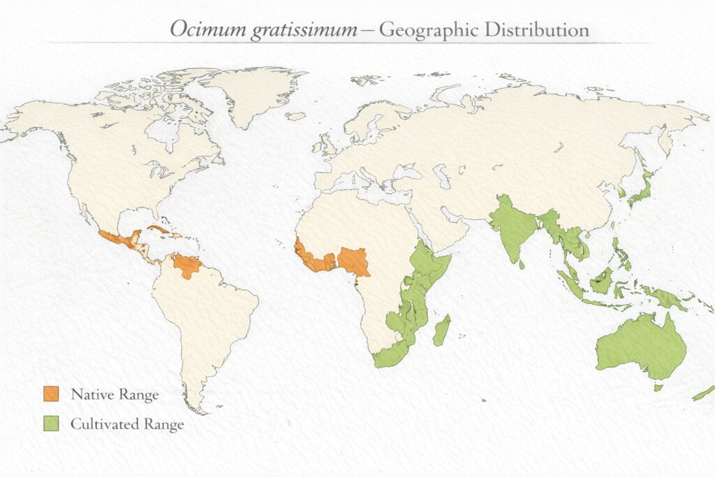 World distribution map of African basil (Ocimum gratissimum) highlighting native tropical African regions and cultivated tropical areas worldwide.