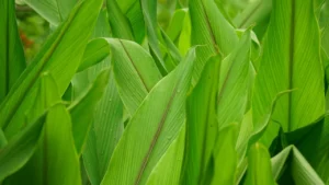 Arrowroot Maranta arundinacea live plant