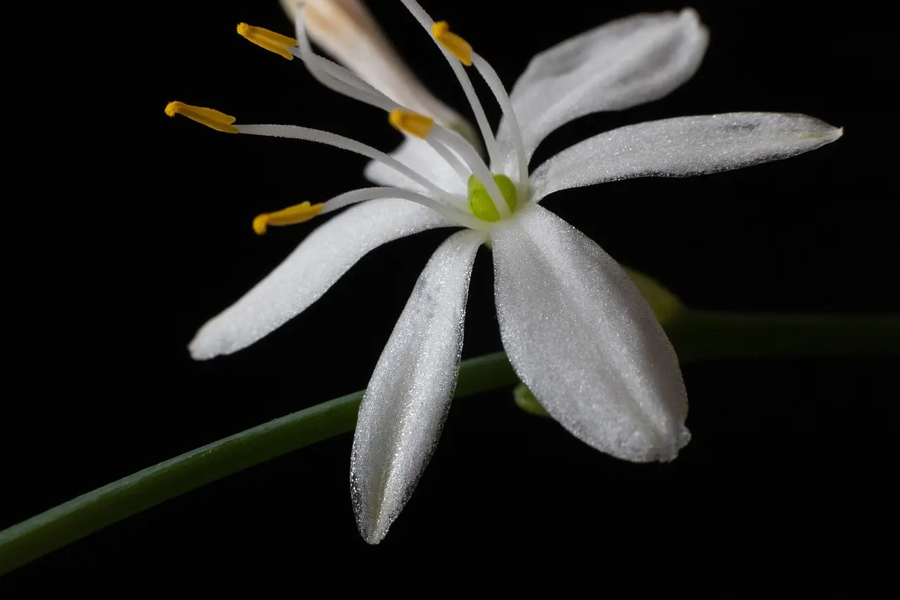 Chlorophytum borivilianum live plant flower