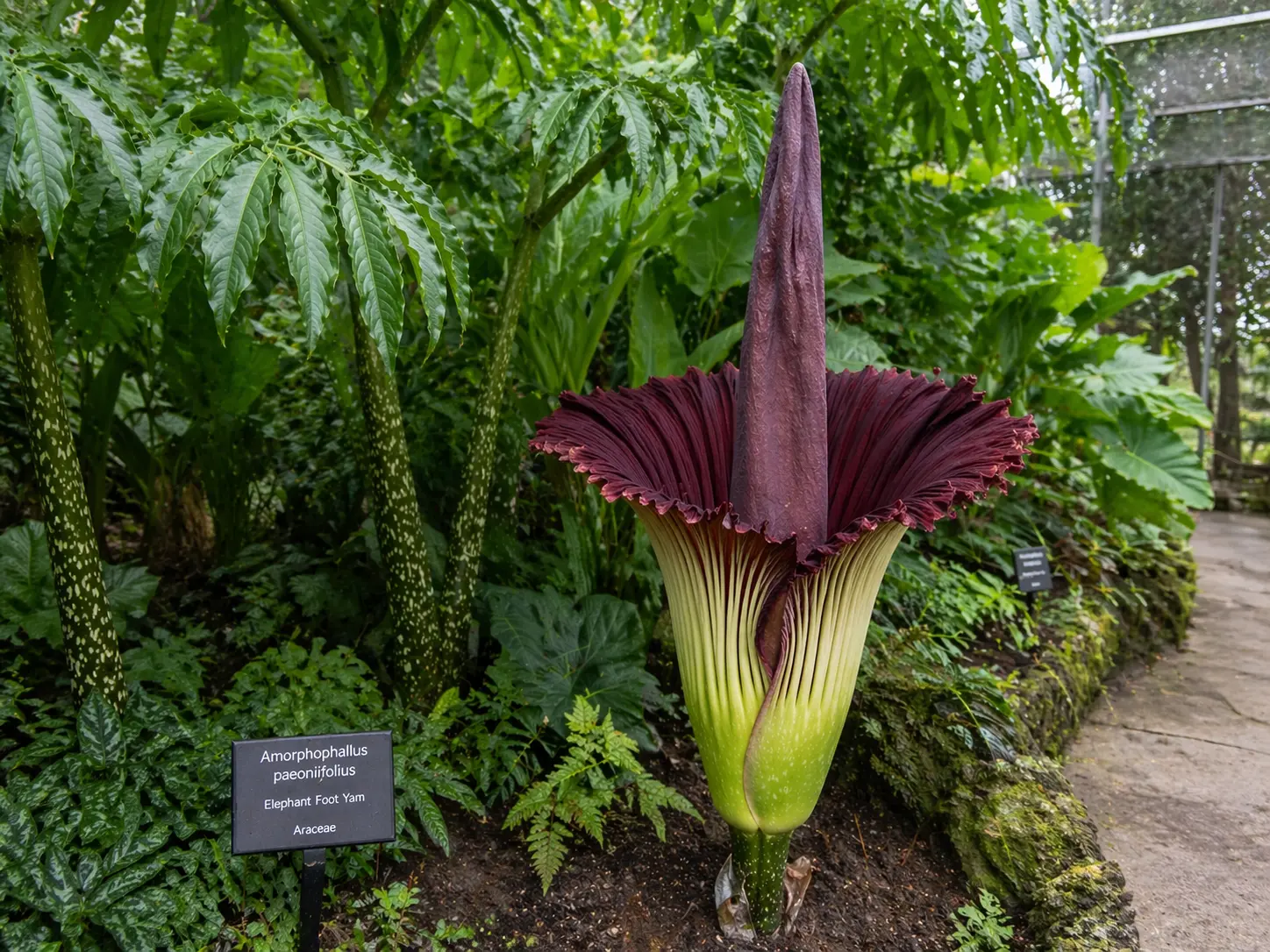 Elephant Foot Yam Plant – Photorealistic Landscape View