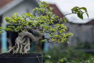 Ficus microcarpa Chinese Banyan Bonsai live plant