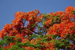 Gulmohar Delonix regia live plant
