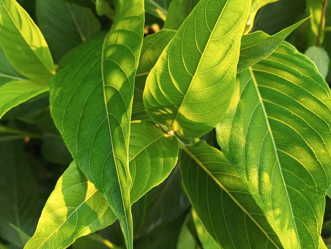 Justicia adhatoda Vasaka live plant
