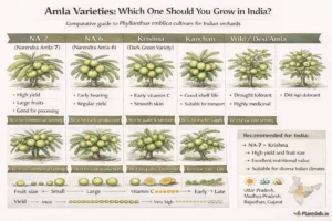 amla-varieties-india-phyllanthus-emblica-comparison-infographic.png