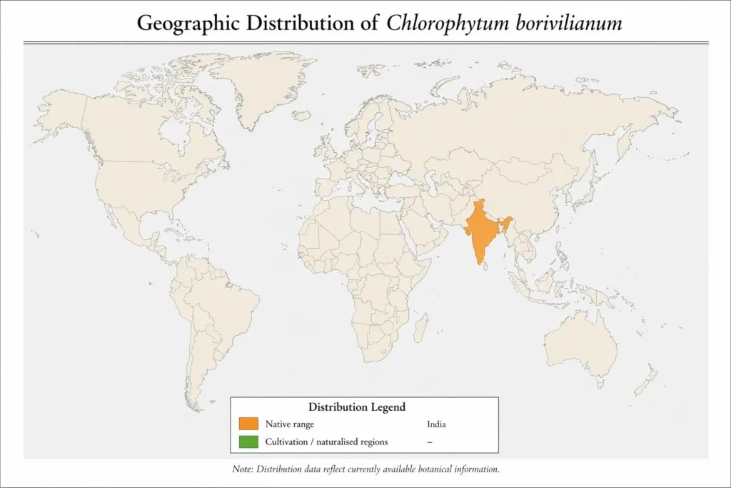 Scientific world map showing the native geographic distribution of Chlorophytum borivilianum highlighted in India in orange, with all other regions uncolored.