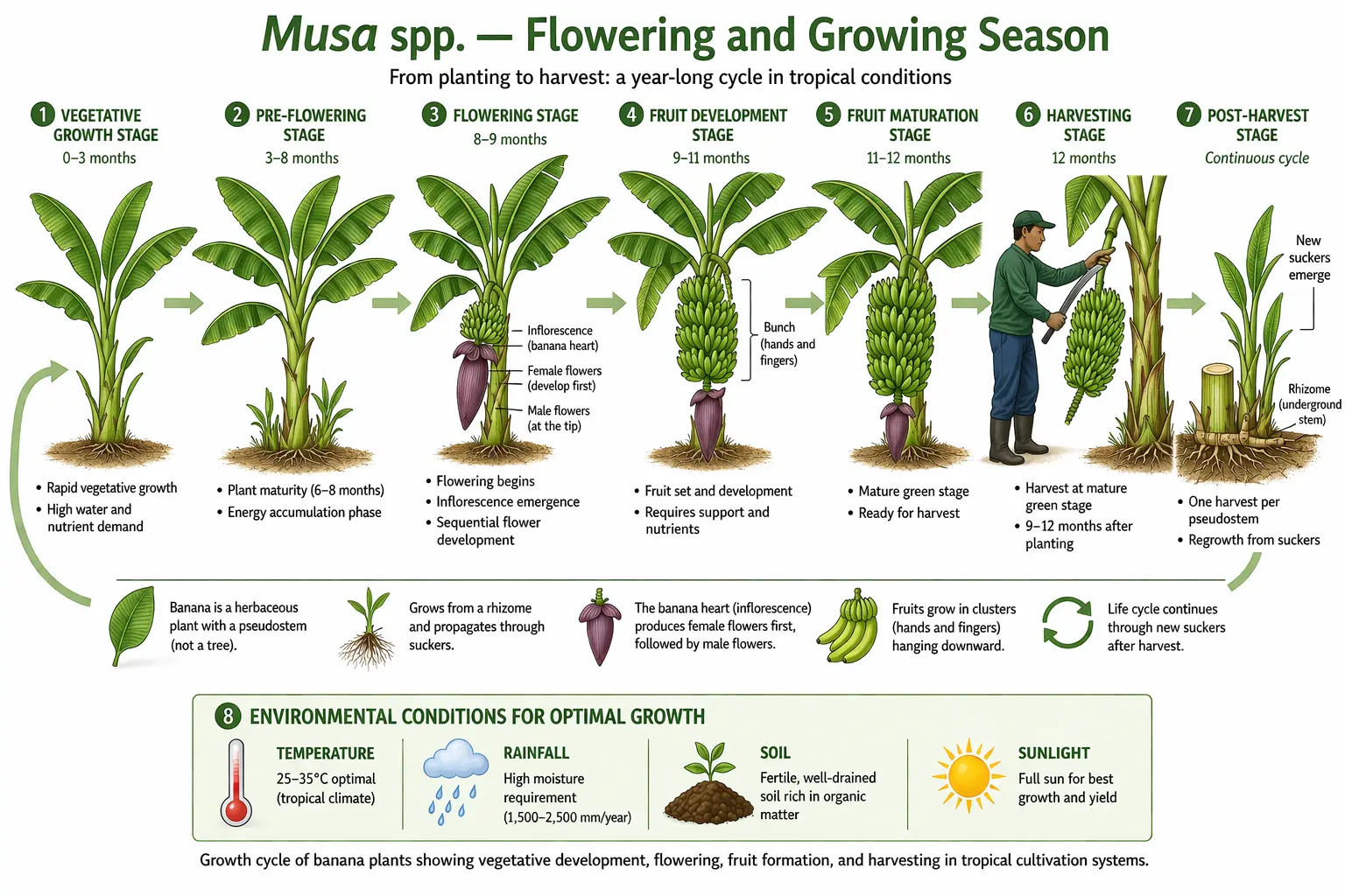 Botanical infographic of banana (Musa spp.) showing flowering stage, fruit development, harvesting cycle, and seasonal growth pattern; scientific illustration.