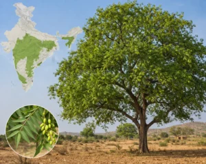 Neem tree in India with map showing growing regions and botanical details