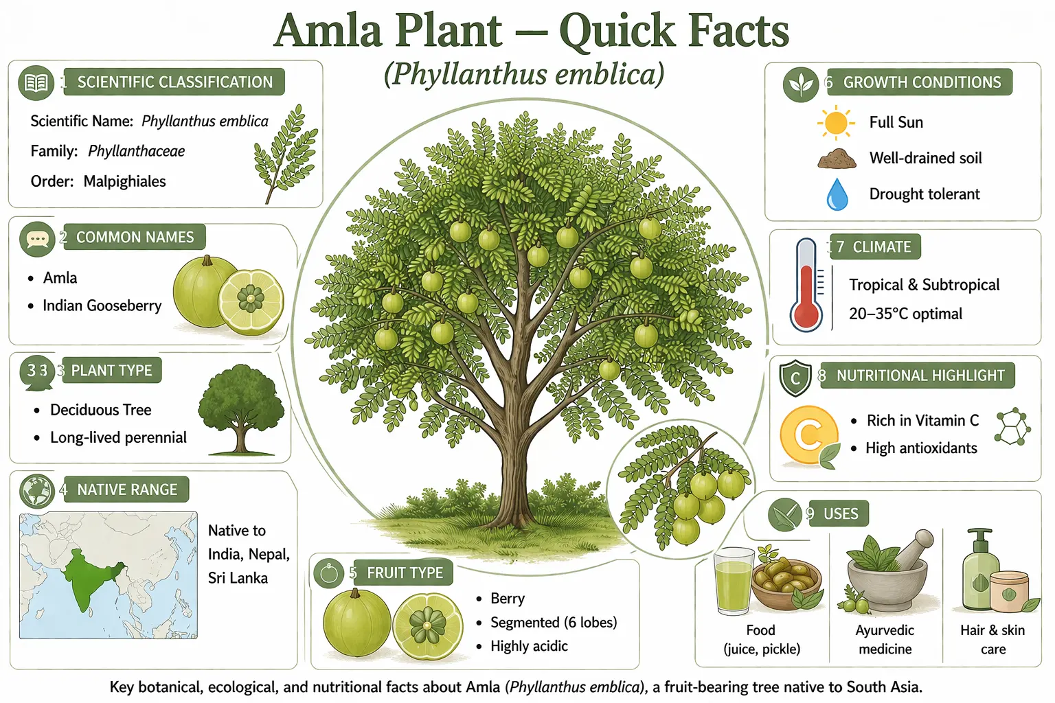 Botanical infographic of Amla plant (Phyllanthus emblica) showing quick facts including classification, fruit type, habitat, and uses; scientific illustration.
