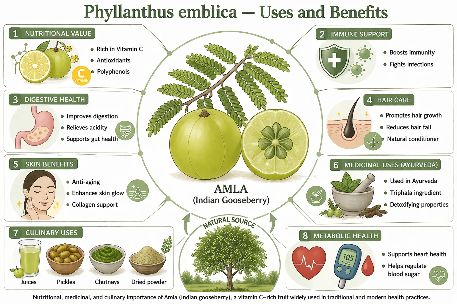 Figure. Phyllanthus emblica uses and benefits — infographic showing nutritional composition, medicinal applications, and culinary uses of Amla fruit.