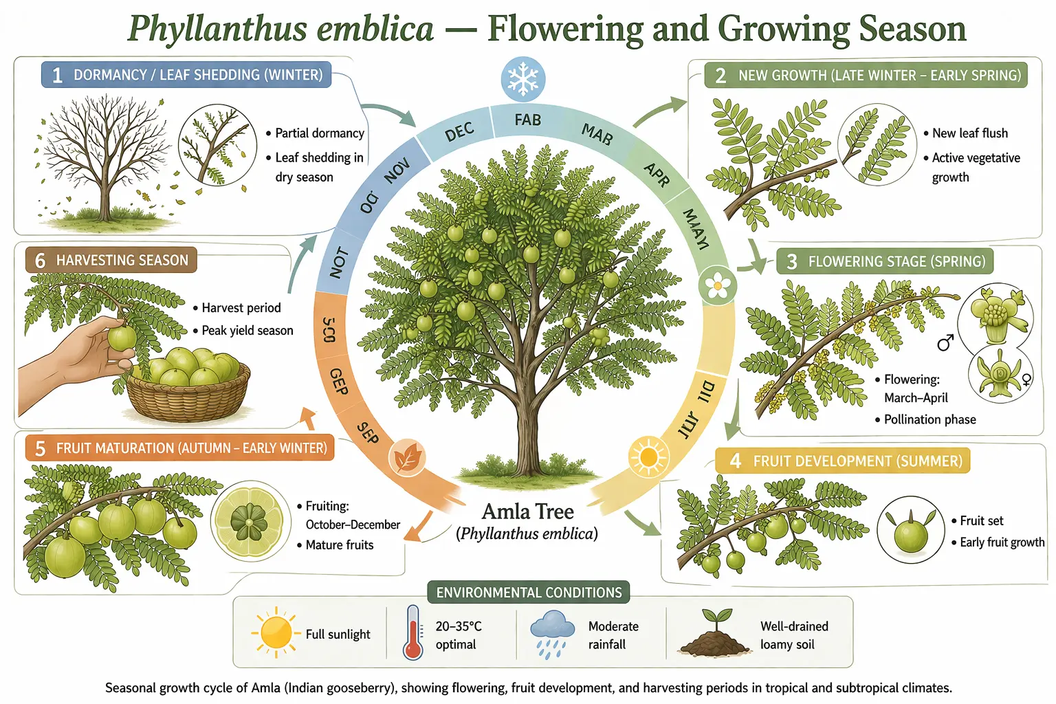 Botanical infographic of Amla (Phyllanthus emblica) showing flowering in spring, fruiting in autumn, and seasonal growth cycle; scientific illustration.