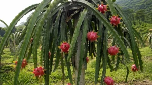 Ultra-photorealistic mature Selenicereus undatus dragon fruit cactus growing in a tropical orchard with ripe pink-red fruits on climbing ribbed stems supported by a concrete post under natural sunlight