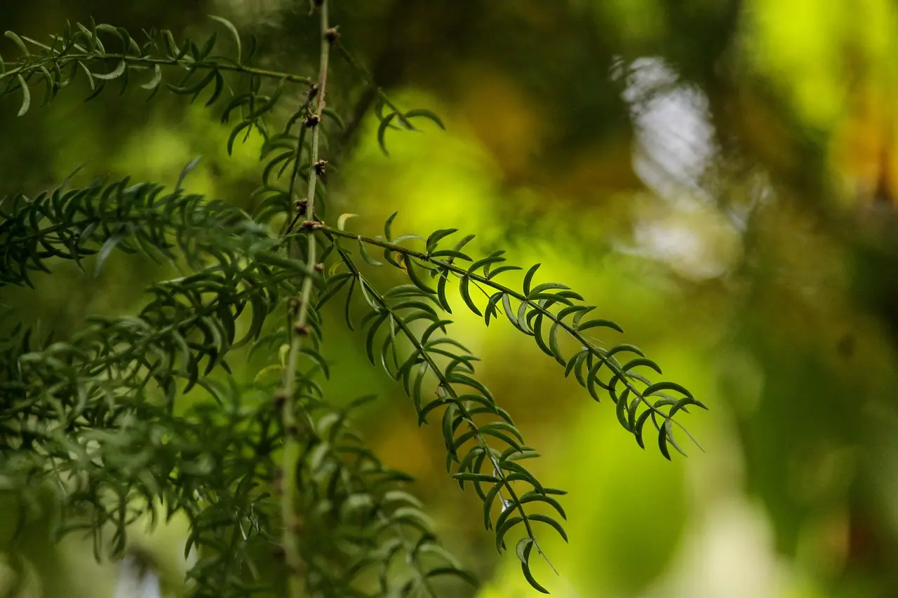 Asparagus racemosus Willd. SHatavari live plant