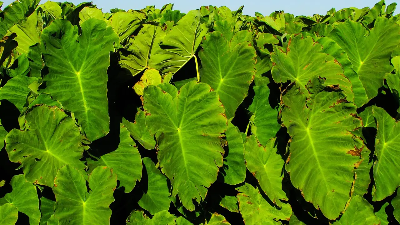 Taro Colocasia esculenta live plant